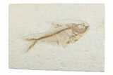 Detailed Fossil Fish (Diplomystus) - Wyoming #369476-1